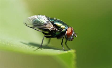 10 Essential Facts About Flies - A-Z Animals