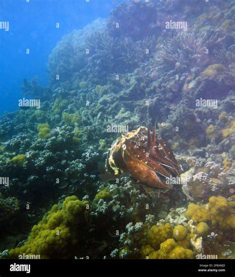 Large Broadclub Cuttlefish Sepia Latimanus Underwater At Fitzroy