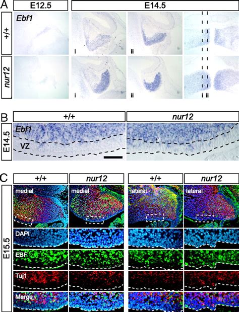 Zfp423 Controls Proliferation And Differentiation Of Neural Precursors