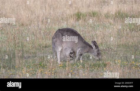 Kangaroo With Joey In Its Pouch Stock Videos And Footage Hd And 4k Video Clips Alamy