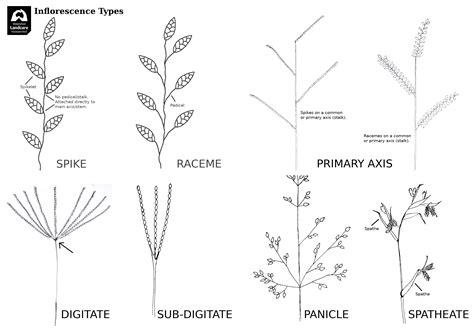 Grass Identification Watershed Landcare Incorporated