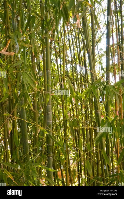 in the bamboo garden Stock Photo - Alamy