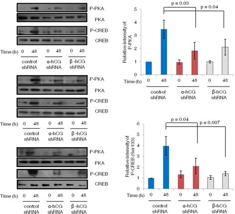 Expression Profile Of Activated Pka And Creb In Control And And