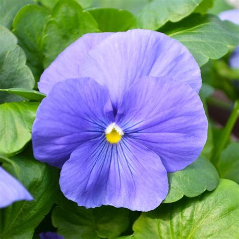 Pansy True Blue | Gertens Garden Center