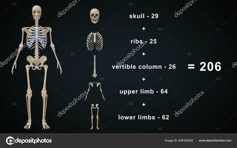 Rendered Illustration Human Skeleton Anatomy Stock Photo By