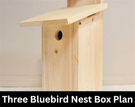 Bird Nest Box Plan Bluebird House Plan DIY - Etsy