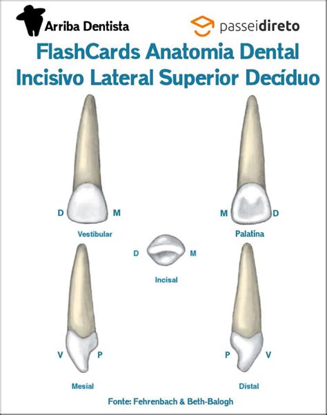 Anatomia Incisivo Lateral Superior Braincp