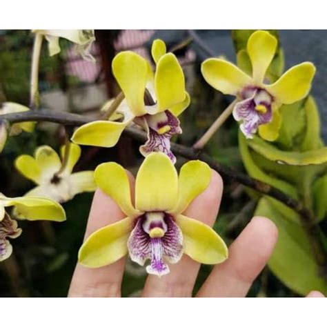 Jual Remaja Dendrobium Besi Anggrek Dendrobium Keriting Melintir