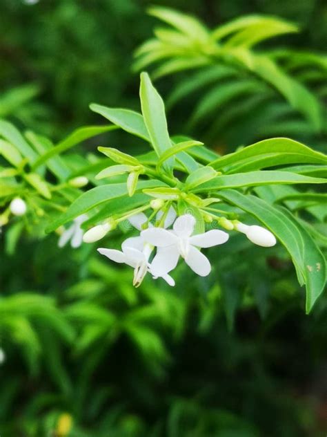 wrightia religiosa   species  tree   family apocynaceae stock