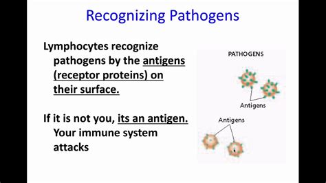 Immune System 3rd Line Of Defense Youtube