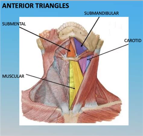 Unit Anterior Triangle And Submandibular Region Flashcards Quizlet