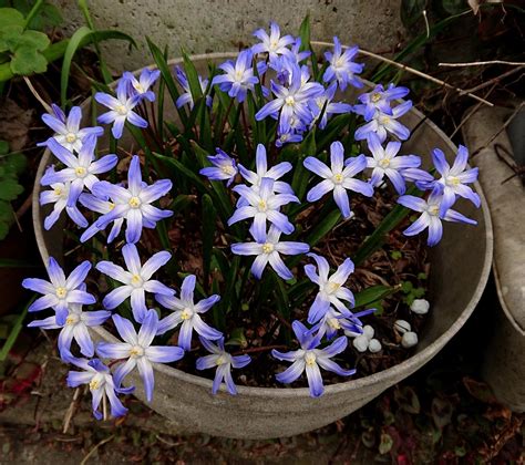 画像 植え っ ぱなし で 毎年 咲く 花 983165 植えっぱなしで毎年咲く花 Pictngamukjpkjgr