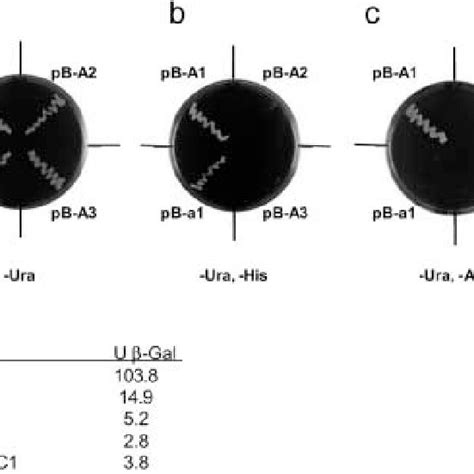 Comparative Genetic Map Of Mating Type Loci From Neurospora Crassa