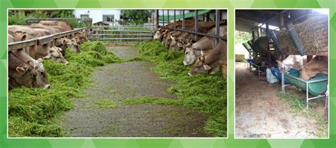 Generalidades de la Ganadería Bovina Cuidado de la vaca después de parir