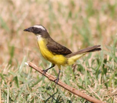 Foto Bentevizinho De Penacho Vermelho Myiozetetes Similis Por Vilson