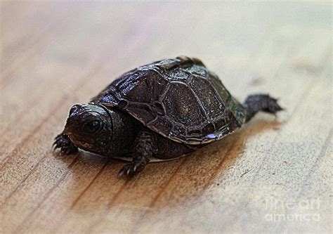 Baby Eastern Box Turtle Photograph by Scott D Van Osdol