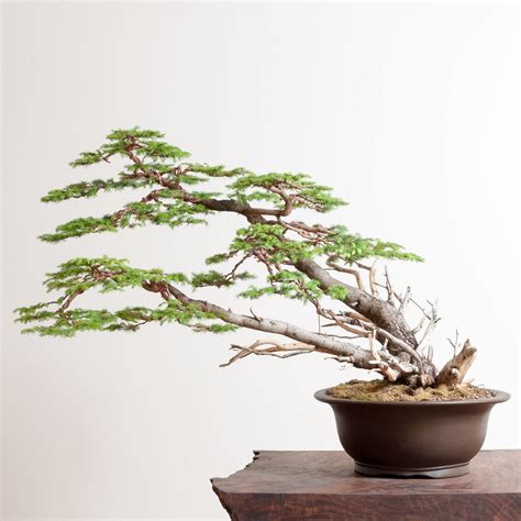 Birds Nest Spruce Bonsai Tree Windswept Bonsai Bonsai Tree Care