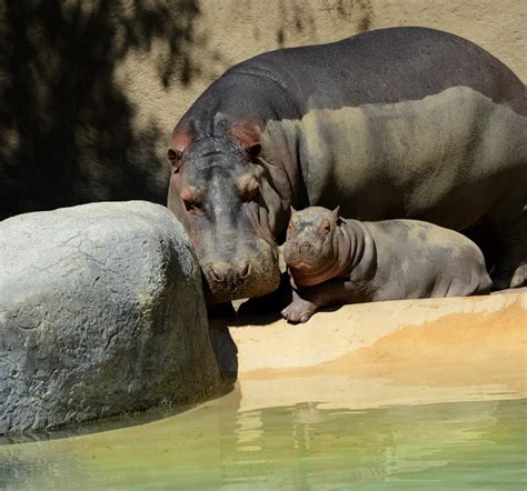 Baby hippopotamus Stock Photos, Royalty Free Baby hippopotamus Images | Depositphotos®