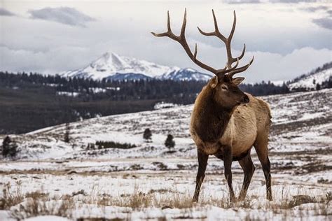 Sociolatte: An Elk at Yellowstone