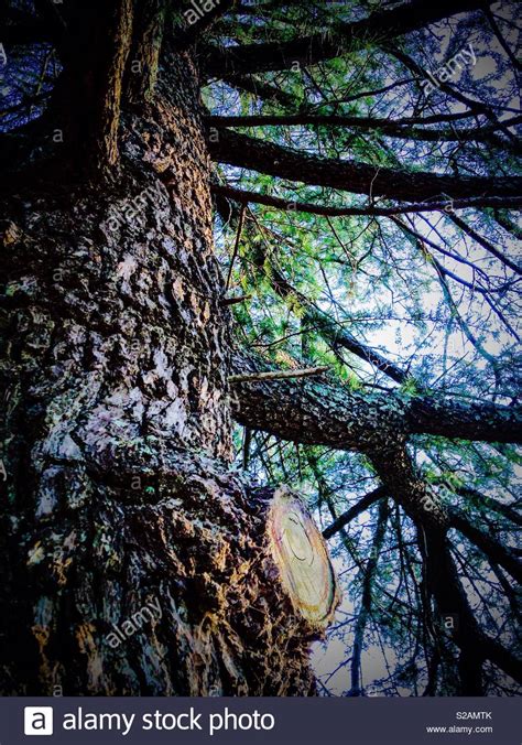 Hemlock Tree Hi Res Stock Photography And Images Alamy