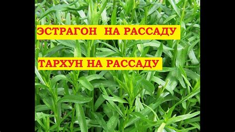 Эстрагон сажаем семенами на рассаду Тонкости посадки - YouTube