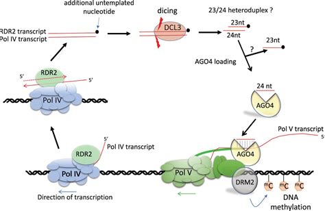 Reconstitution Of SiRNA Biogenesis In Vitro Novel Reaction Mechanisms