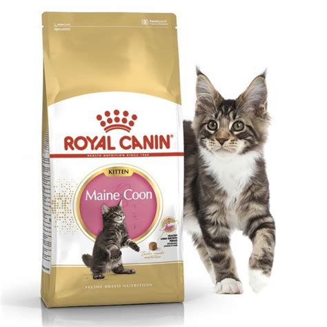 Royal Canin Maine Coon Gr All Variants Adult Kitten Royal