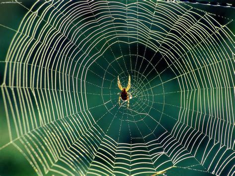 How Spiders Make Webs What Do Spiders Do Not Make Webs Books Free