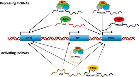 Frontiers Transcriptional Regulation Of INK4 ARF Locus By Cis And