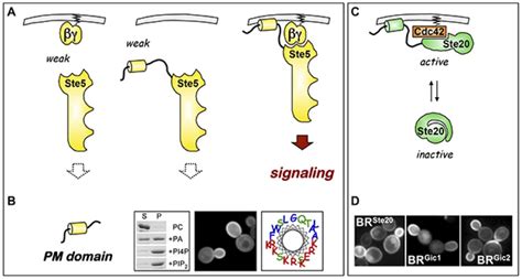 Control Of Membrane Localization