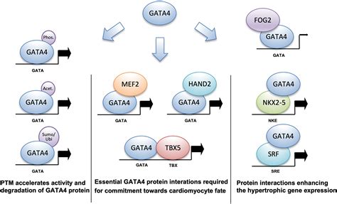 Targeting Gata For Cardiac Repair V Lim Ki Iubmb Life