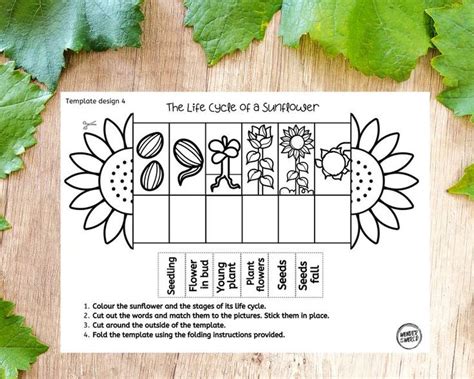 Life Cycle Of A Sunflower Foldable Kids Craft A4 And Etsy Life