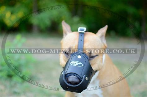 Pitbull Training Dog Muzzle of Strong Leather Design