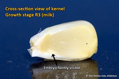 Grain Fill Stages In Corn Allen County Ag And Natural Resources