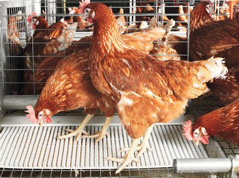 How To Start Lucrative Poultry Farming In Nigeria Wealth Result