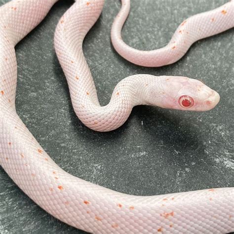 Cb Amel Palmetto Corn Snake Peregrine