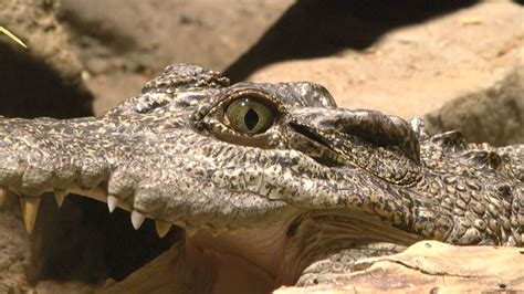 Florida Museum's "Crocs" exhibit shows a glimpse of the original Gator ...