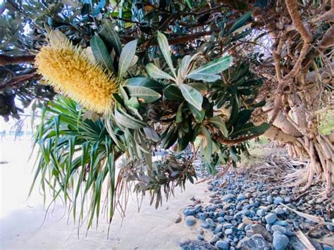 Coastal Banksia Stock Photos, Pictures & Royalty-Free Images - iStock