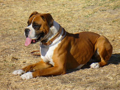 15 Fattest Dog Breeds (Growth & Strength) - Simply For Dogs