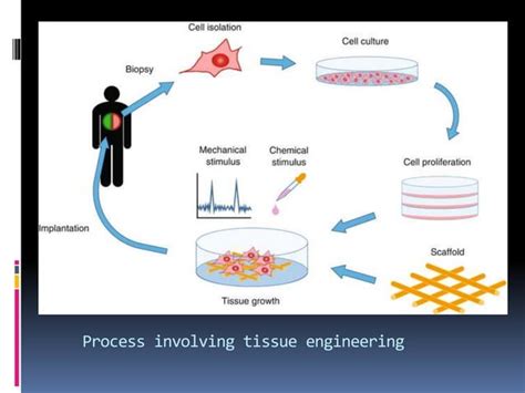 Tissue engineering | PPT