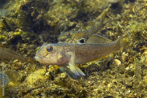 Round goby (Neogobius melanostomus) in the beautiful clean river. Underwater shot in the Danube ...