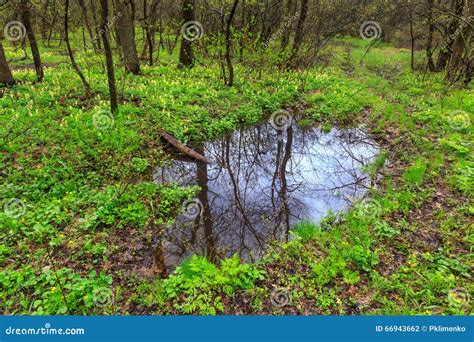 Small Puddle In Spring Forest Stock Photo Image Of Mirror Water