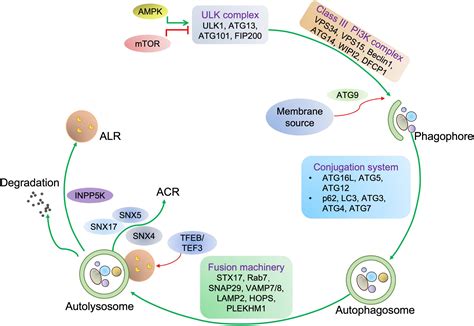 Frontiers Autophagy In Striated Muscle Diseases