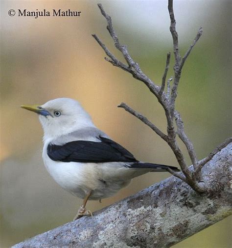 White Headed Starling Alchetron The Free Social Encyclopedia