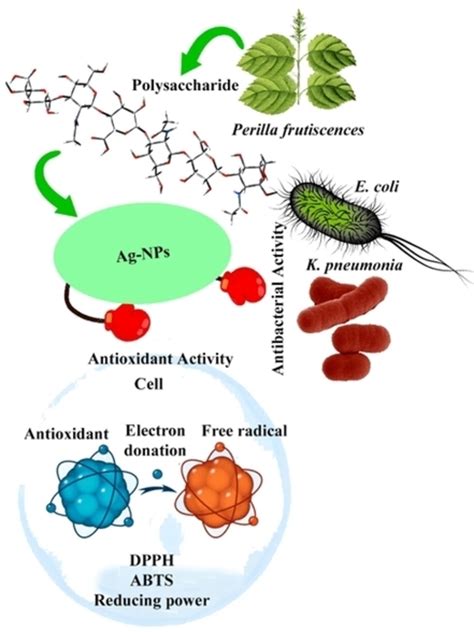 Crude Polysaccharide Produces Silver Nanoparticles With Inherent