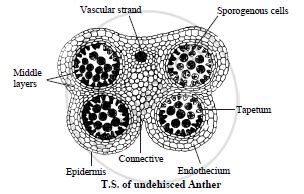 Sketch And Label The T S Of Undehisced Anther Biology Shaalaa