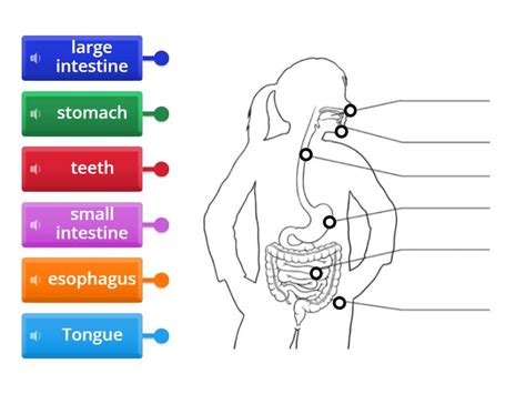 Human Body - Labelled diagram