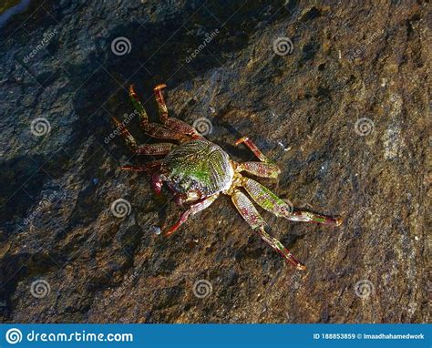 Colorful Sea Crab Crawling On The Rocks At The Beach Side Of Srilanka