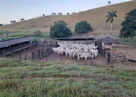 Avaliado em R 350 mil gado furtado em MG é recuperado no ES e homem