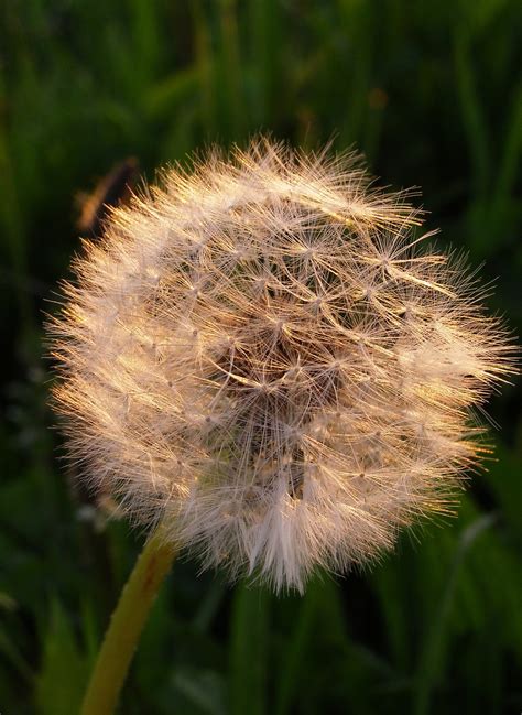 Sonchus Oleraceus Kiaulpien Przekwitni Ty G L S Klos Pieva